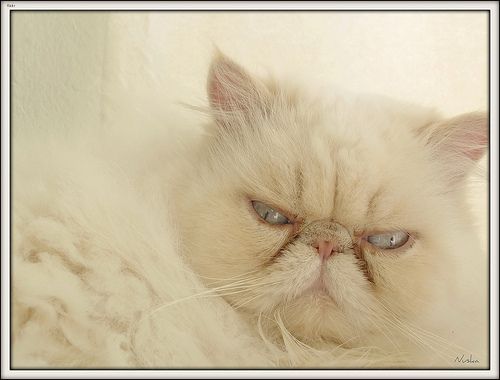 Lost Persian grey named Smokey in Châteauguay