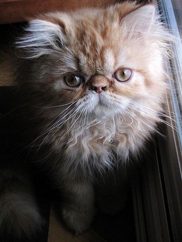 Lost Persian calico named Misty in Montréal