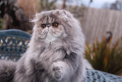 Lost Persian grey named Cleo in Oromocto