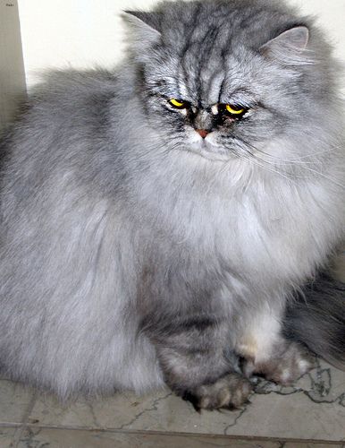 Lost Persian tortoiseshell named Cleo in Yarmouth