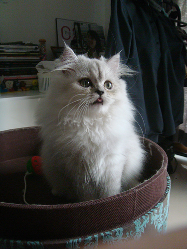 Jasper