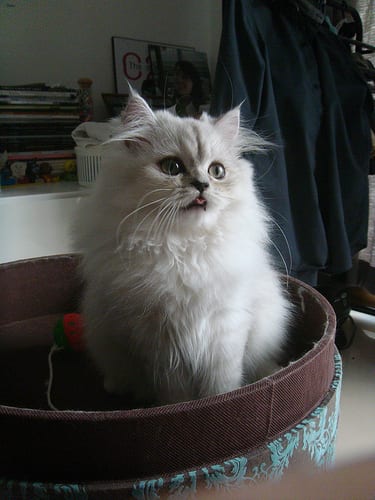 Lost Persian white named Simba in Grande Prairie