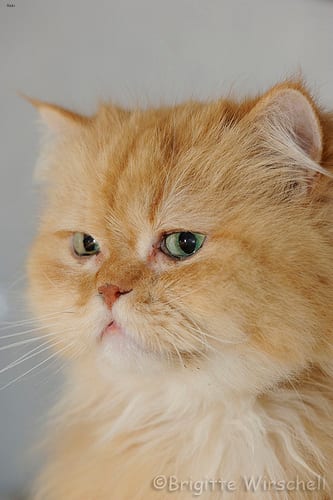 Lost Persian grey named Mittens in Toronto