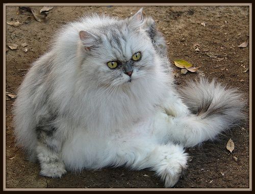 Lost Persian calico named Felix in Portage la Prairie