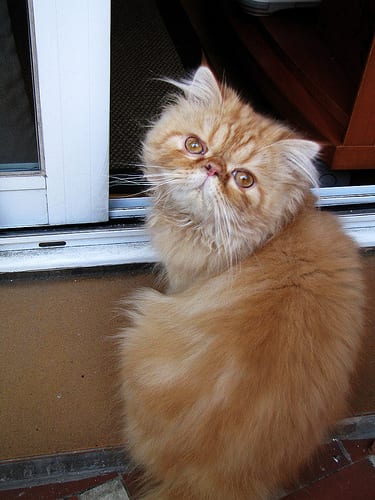 Lost Persian grey named Lola in Estevan