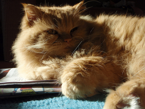 Mittens