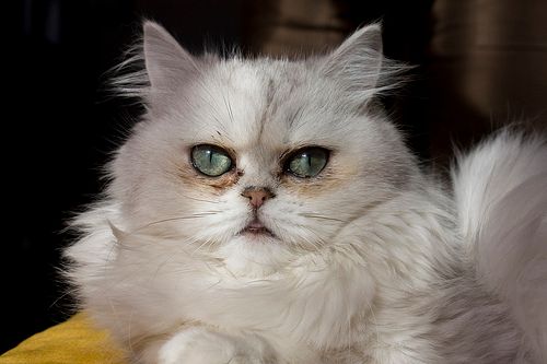 Lost Persian black named Oscar in Gander