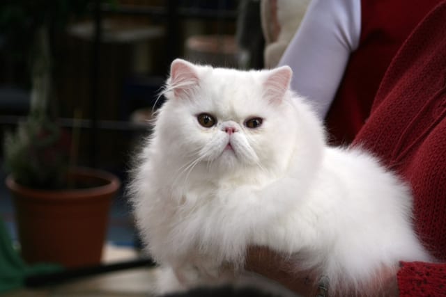 Lost Persian grey named Pumpkin in Montréal