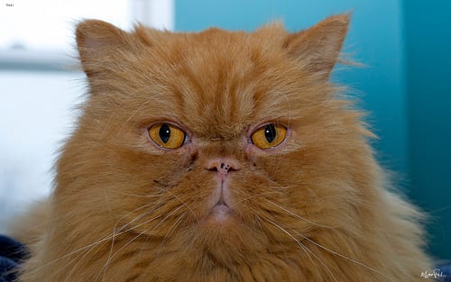 Lost Persian calico named Shadow in Miramichi