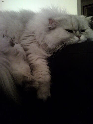 Lost Persian calico named Chloe in Toronto