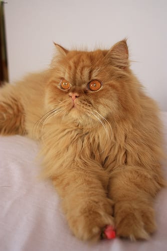 Lost Persian calico named Lily in Belleville
