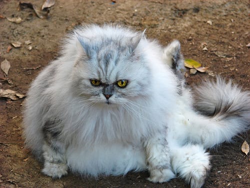 Lost Persian cream named Bella in Camrose