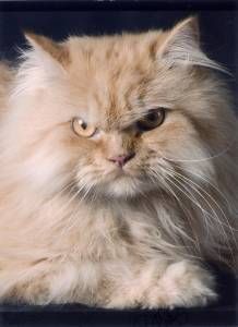 Lost Persian grey named Willow in Cobourg