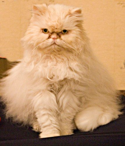 Lost Persian orange tabby named Smokey in Montréal