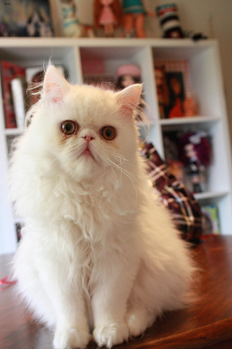 Lost Persian black and white named Smokey in Vancouver