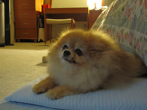 Bentley