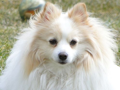 Lost Pomeranian golden named Nala in Airdrie
