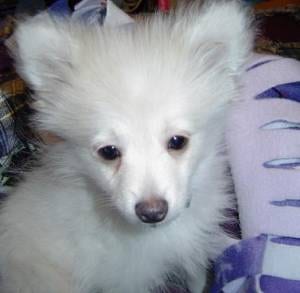 Lost Pomeranian brown named Hazel in Rimouski