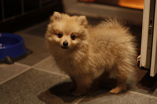 Lost Pomeranian white named Sadie in Toronto