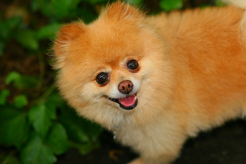 Daisy