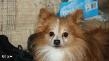 Lost Pomeranian brown and white named Gus in Prince George