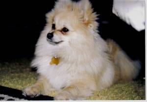 Lost Pomeranian golden named Ollie in Edmonton