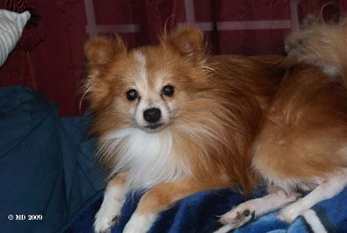 Lost Pomeranian brown and white named Rosie in Toronto