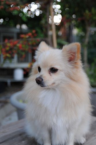 Lost Pomeranian chocolate named Duke in Québec City