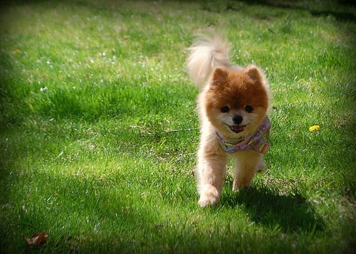Lost Pomeranian brown named Bailey in West Vancouver