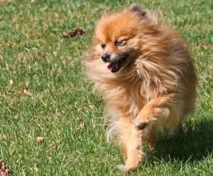 Lost Pomeranian black and white named Hank in Owen Sound