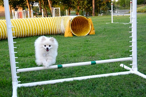 Lost Pomeranian golden named Cooper in Montréal