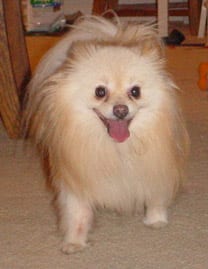 Lost Pomeranian golden named Sadie in Burnaby