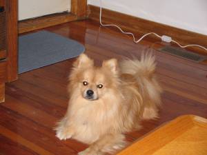 Bailey