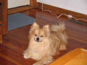 Lost Pomeranian chocolate named Bailey in Edmonton