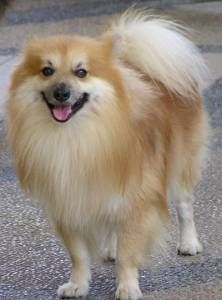 Lost Pomeranian grey named Nala in Drummondville