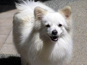 Lost Pomeranian chocolate named Lucy in Summerside