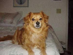 Lost Pomeranian black and white named Bailey in Halifax