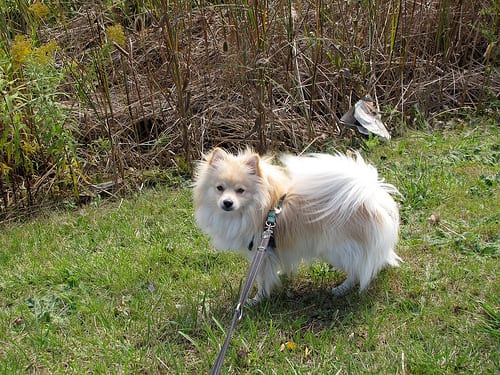 Lost Pomeranian tan named Duke in Amherst