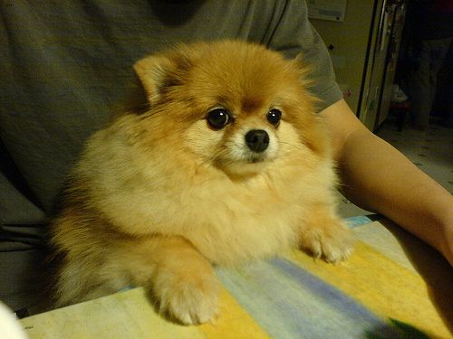 Lost Pomeranian tan named Oliver in Saint-Jean-sur-Richelieu