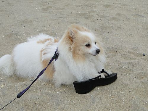 Lost Pomeranian white named Oliver in Montréal