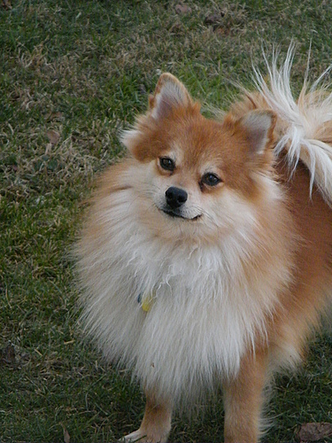 Lost Pomeranian tan named Milo in Sorel-Tracy