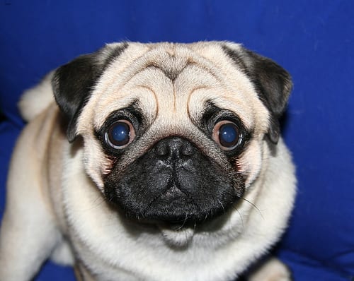 Lost Pug chocolate named Oliver in Ottawa
