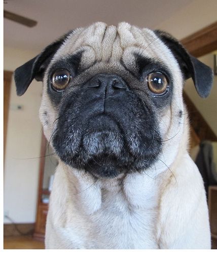 Lost Pug brown named Buddy in Vaughan
