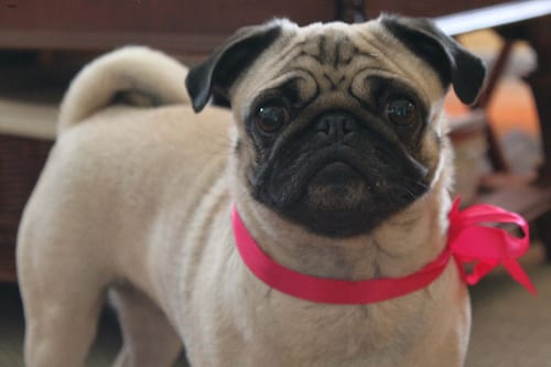 Lost Pug chocolate named Luna in Toronto