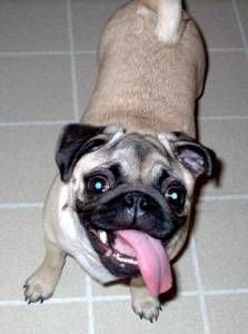 Lost Pug tan named Bailey in Winnipeg