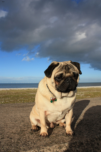 Lost Pug tan named Bailey in Sorel-Tracy