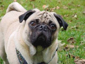 Lost Pug white named Sadie in Saguenay
