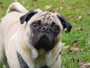 Lost Pug white named Sadie in Saguenay