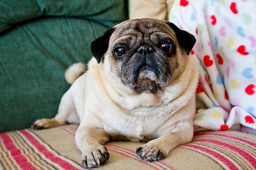 Lost Pug black named Bruno in Toronto