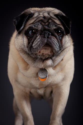 Lost Pug golden named Bailey in Prince George